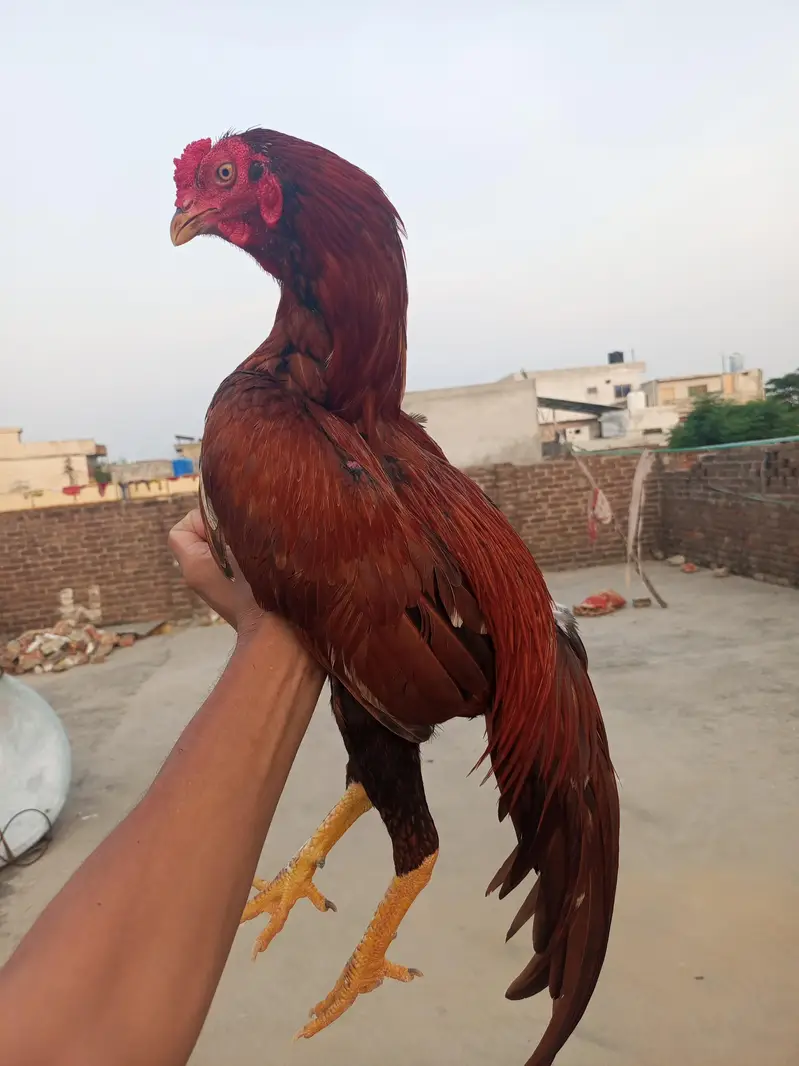 2 aseel Peele patha for sale location WAH CANTT barrier 3 03125641760 — photo 7