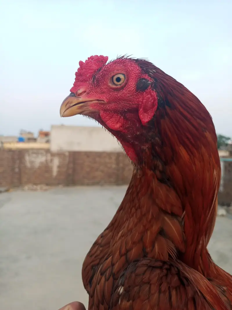 2 aseel Peele patha for sale location WAH CANTT barrier 3 03125641760 — photo 8