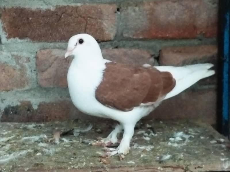 fancy pigeons 3