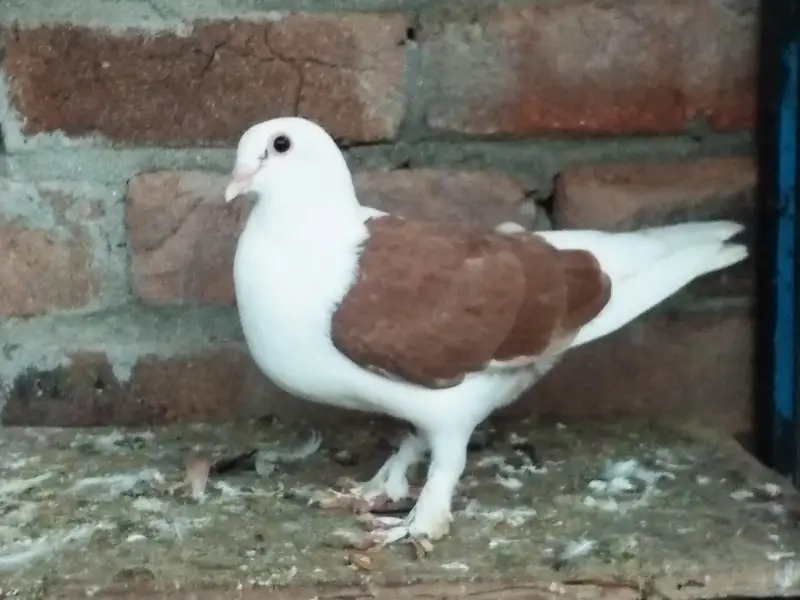 fancy pigeons — photo 4