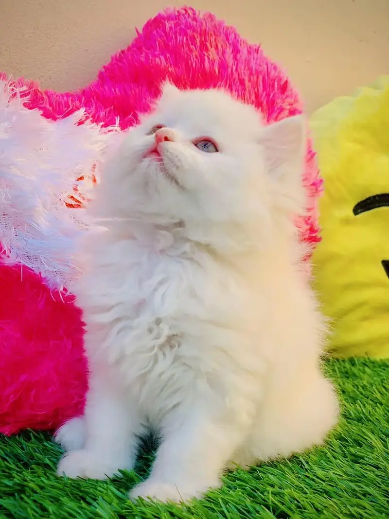 Persian cat for sale 2 month age available — photo 4