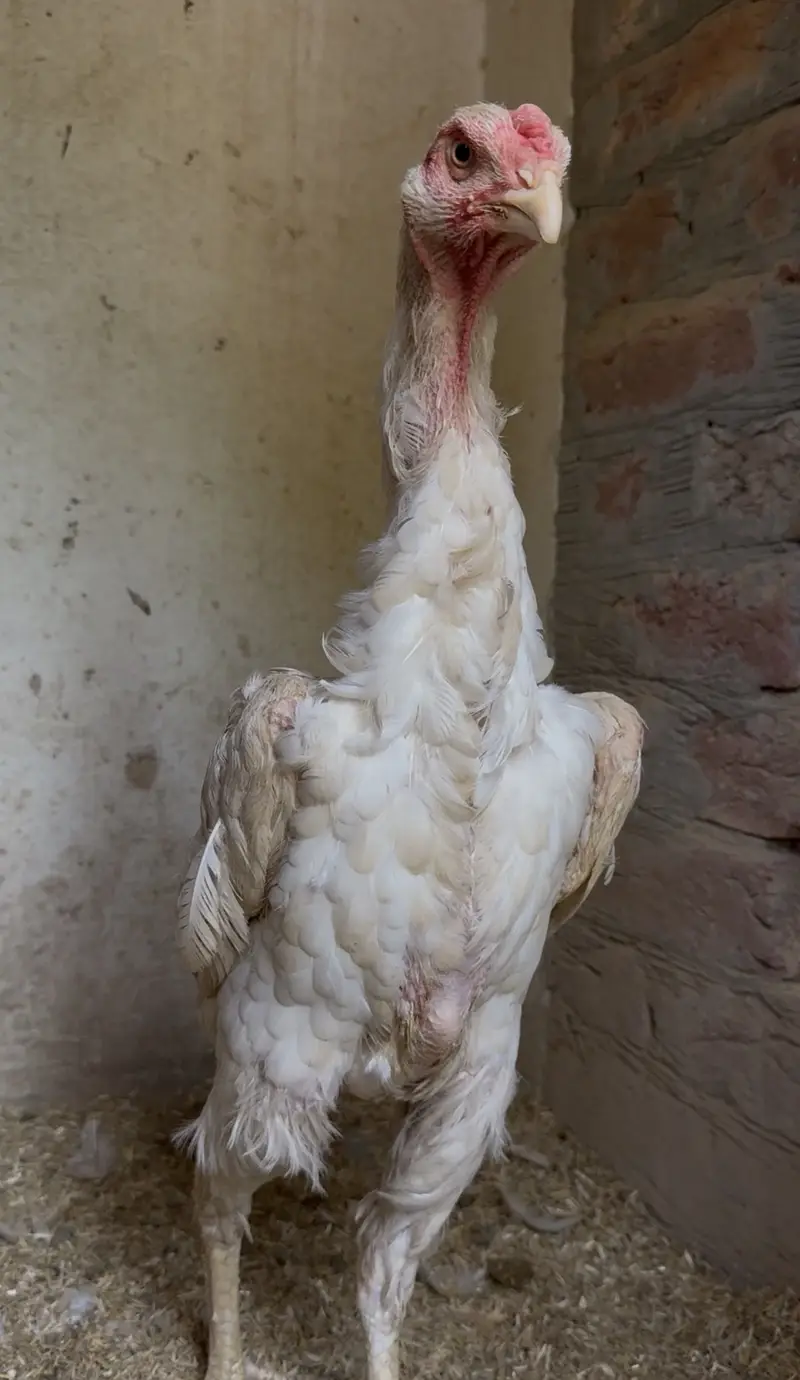 German white oh shamo female — photo 5