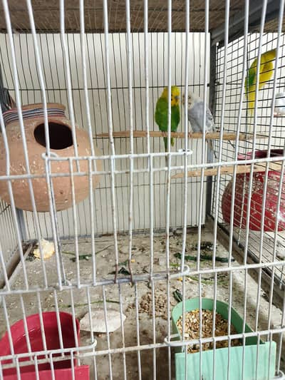 parrot for sell different types and cages
