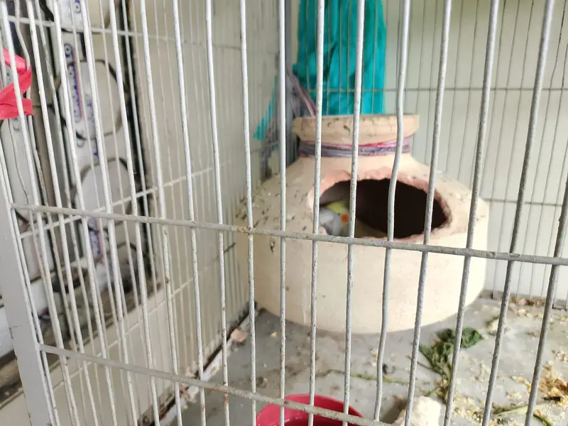 parrot for sell different types and cages — photo 2