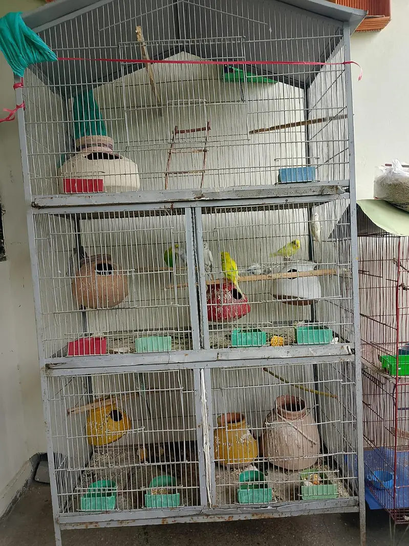 parrot for sell different types and cages — photo 3