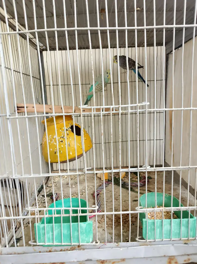 parrot for sell different types and cages — photo 4