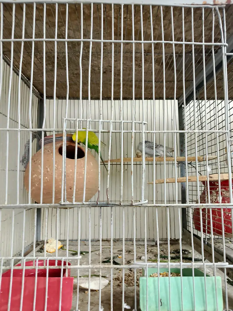 parrot for sell different types and cages — photo 5