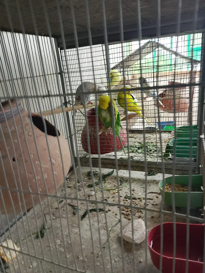 parrot for sell different types and cages — photo 6