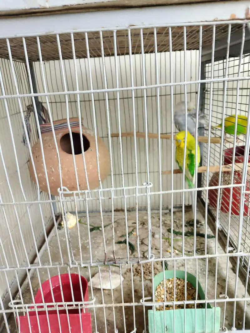 parrot for sell different types and cages — photo 7