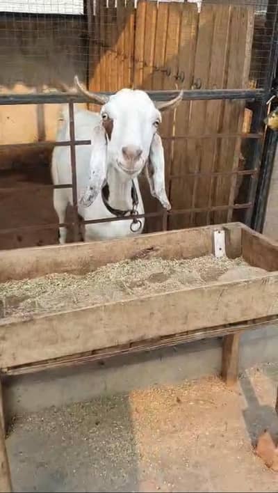 Bakri bachay k sath