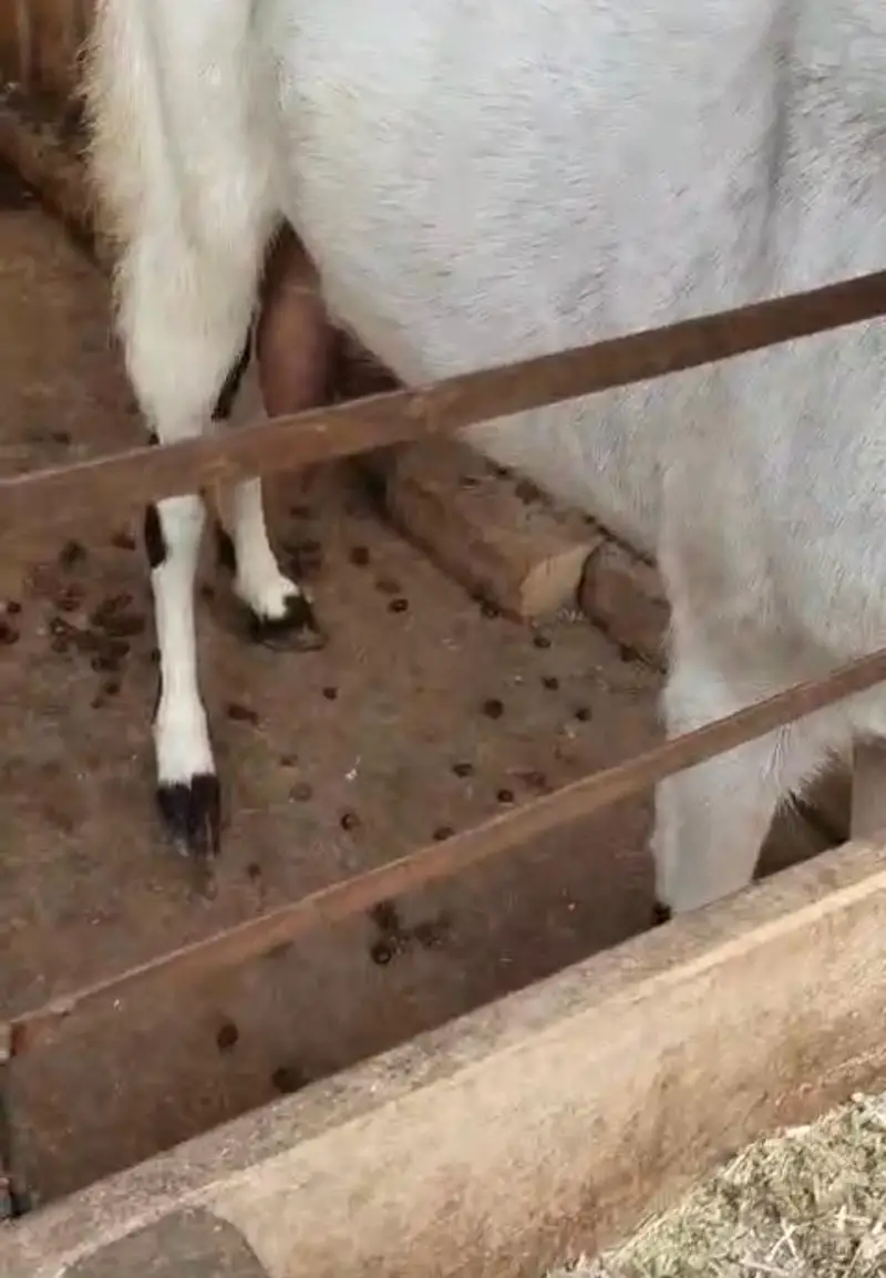 Bakri bachay k sath — photo 2