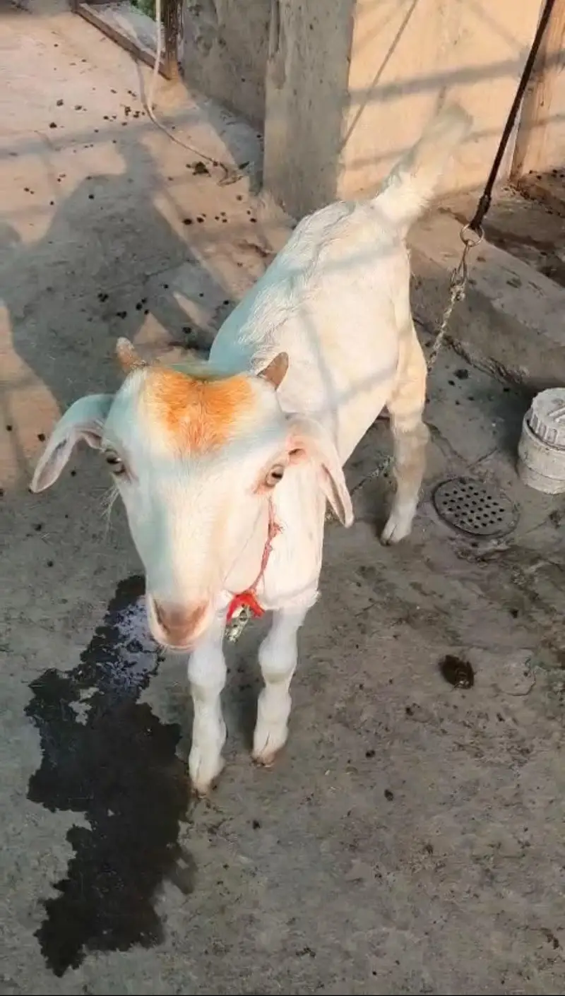Bakri bachay k sath — photo 3