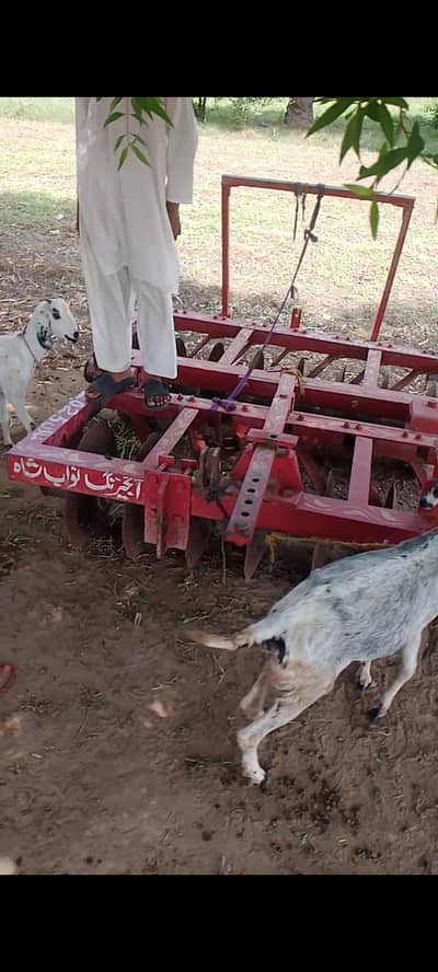 16پھالی گھوبل براے فروخت