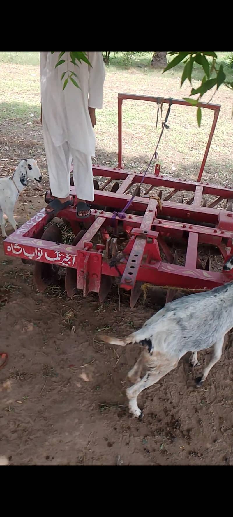 16پھالی گھوبل براے فروخت 0