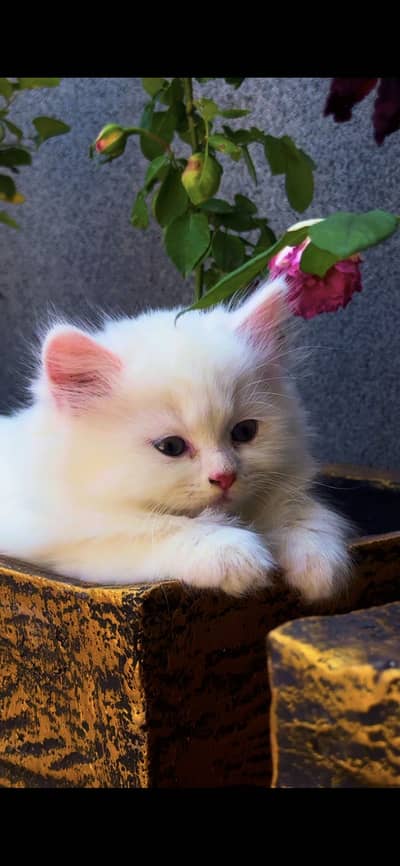 Cat baby