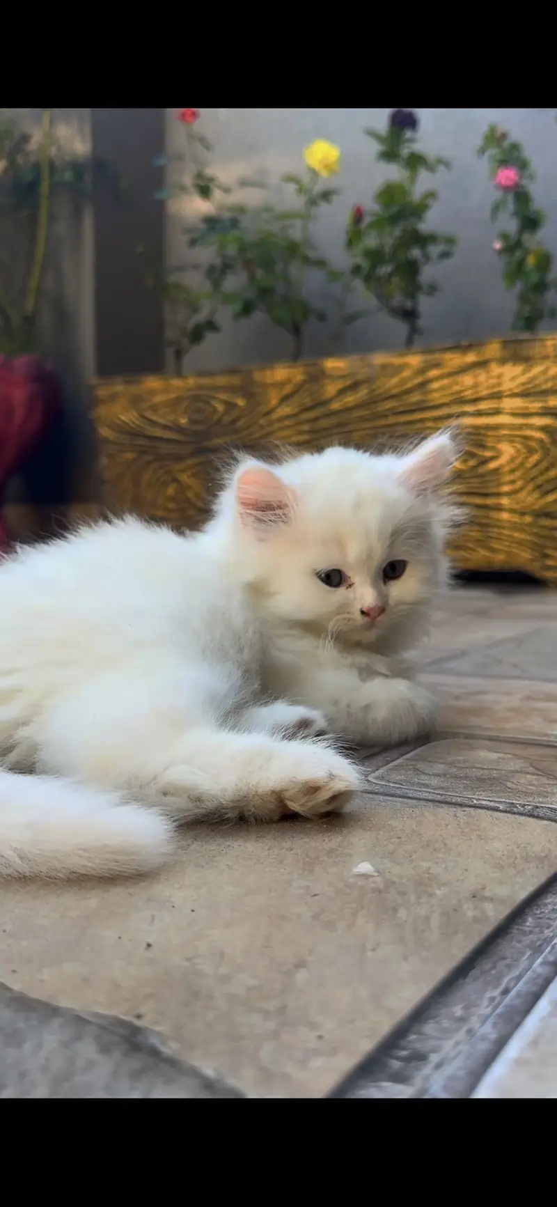 Cat baby — photo 2