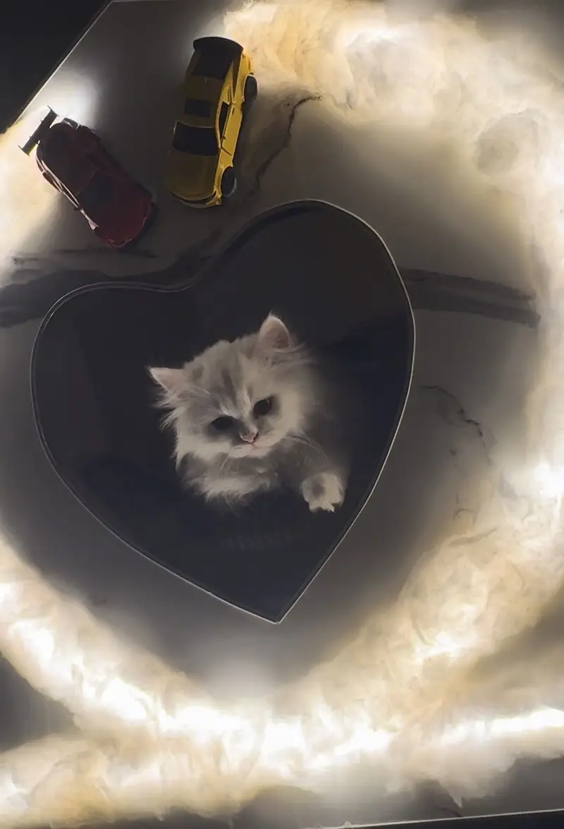 Cat baby — photo 3