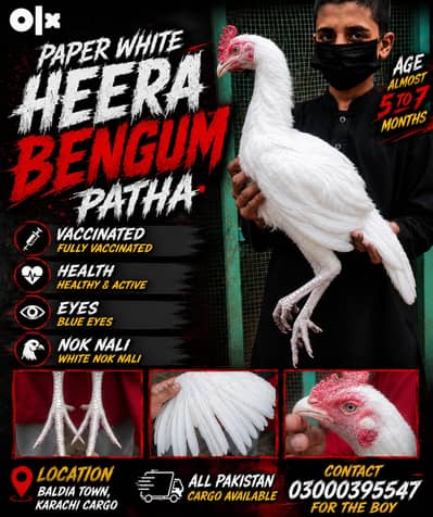 ASEEL BREEDING PAIR SALE | PAPER WHITE, BENGUM, HEERA, CHEENA, SALETA