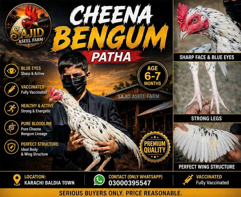 ASEEL BREEDING PAIR SALE | PAPER WHITE, BENGUM, HEERA, CHEENA, SALETA — photo 3