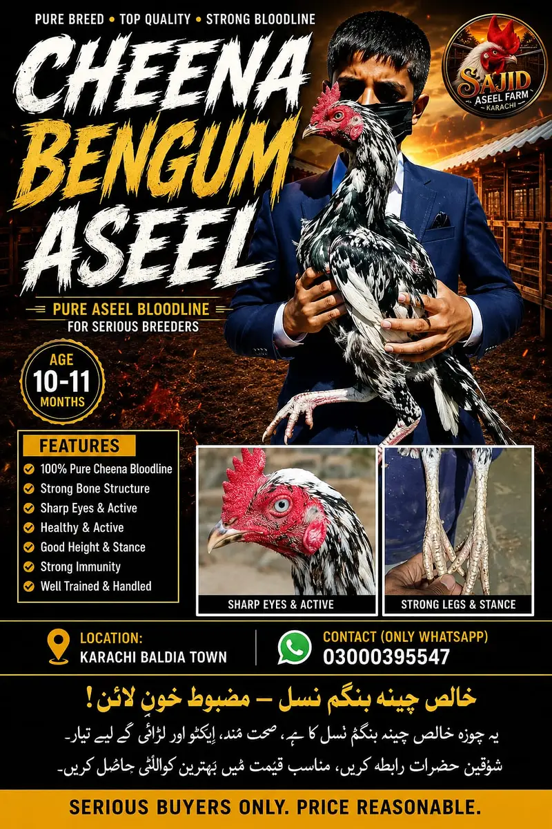 ASEEL BREEDING PAIR SALE | PAPER WHITE, BENGUM, HEERA, CHEENA, SALETA — photo 4