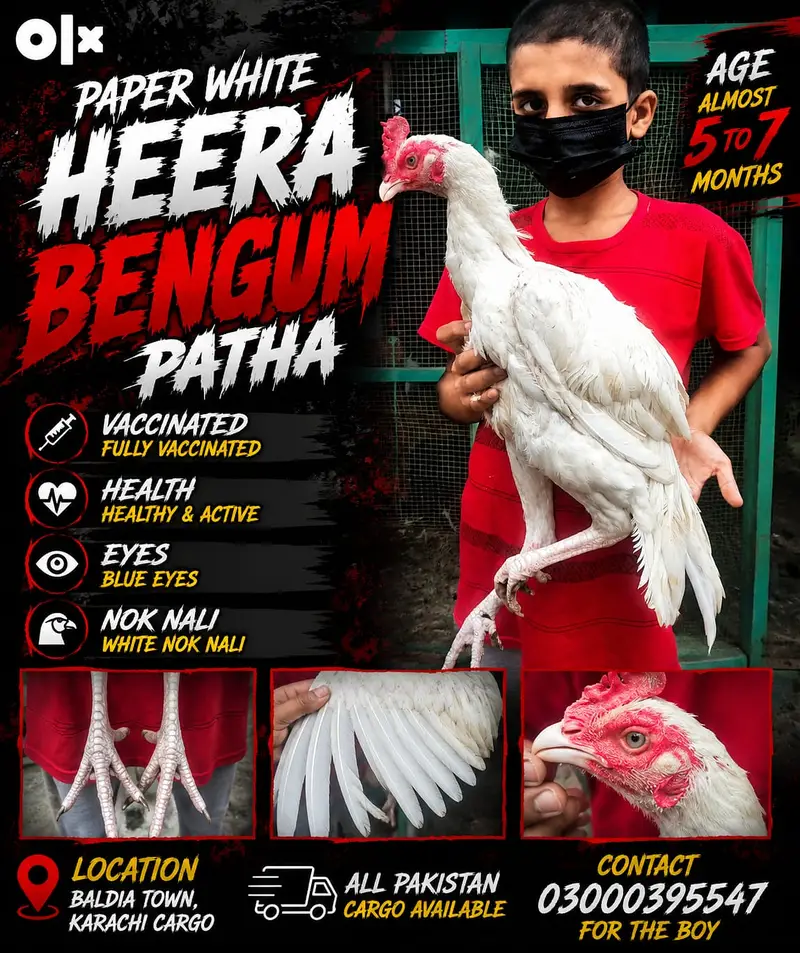 ASEEL BREEDING PAIR SALE | PAPER WHITE, BENGUM, HEERA, CHEENA, SALETA — photo 5