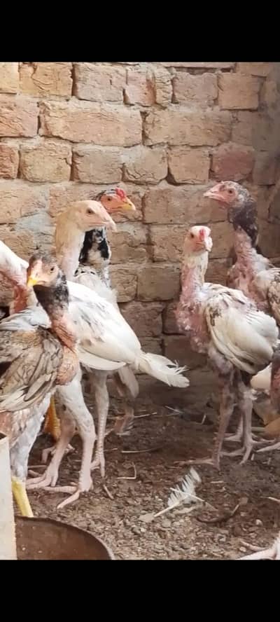 Aseel checks For sale 03094800642