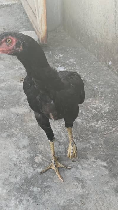 pure Aseel hens