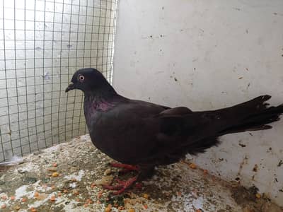 Black kabli femal for sale.