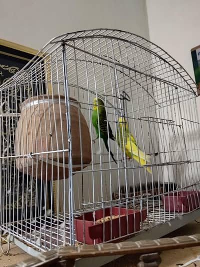 Australian Birds