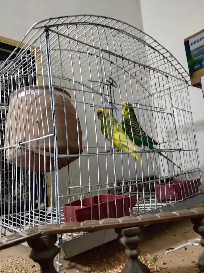 Australian Birds — photo 2