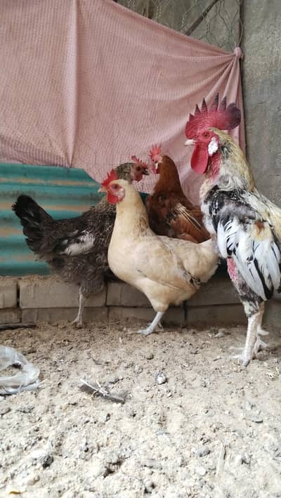 Healthy Misri Pair/Group – 1 Rooster + 3 Egg Laying Hens – 15 Months