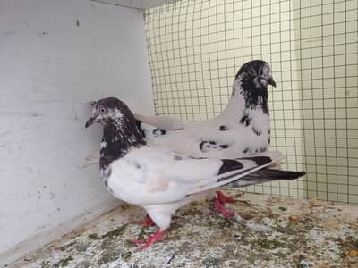 kabli pair for sale.