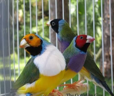 Golden Finch Pairs– Blue Split & Green Split Blue