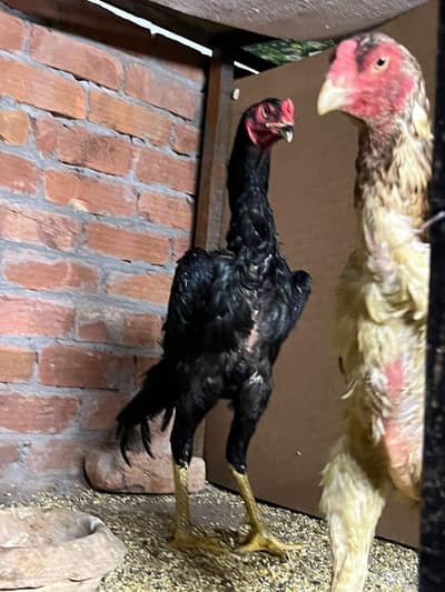 Black O Shamo