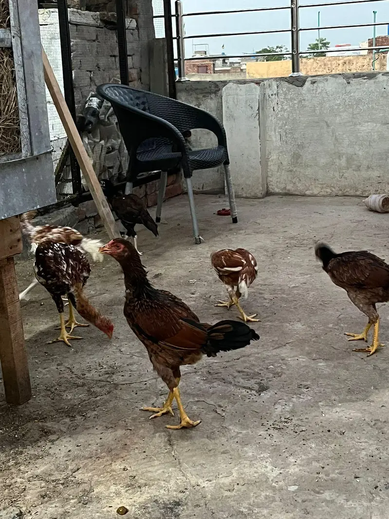 Black O Shamo — photo 7