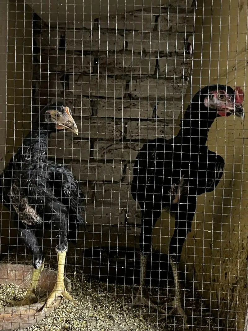 Black O Shamo — photo 9