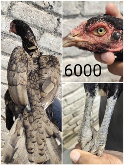 aseel for sale