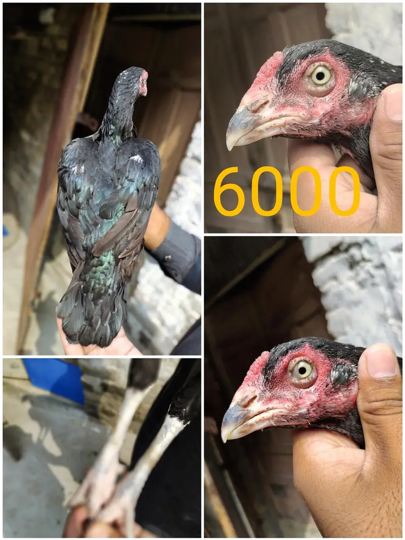 aseel for sale — photo 2