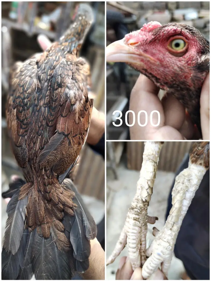 aseel for sale — photo 4