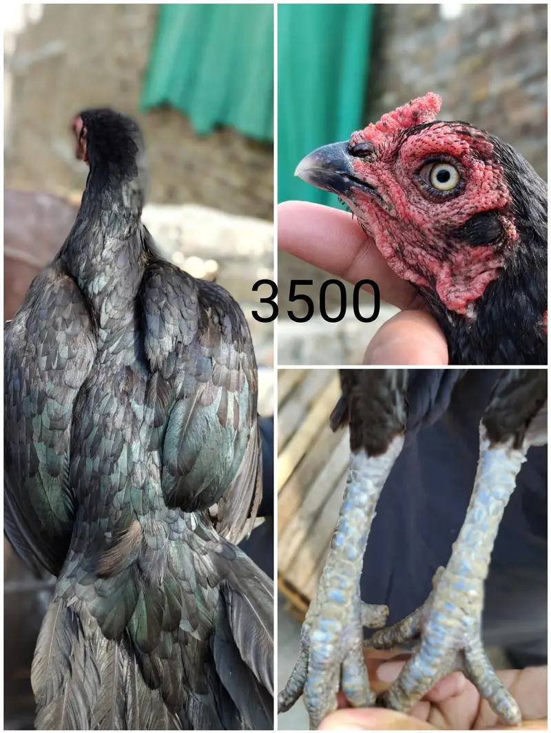 aseel for sale — photo 5