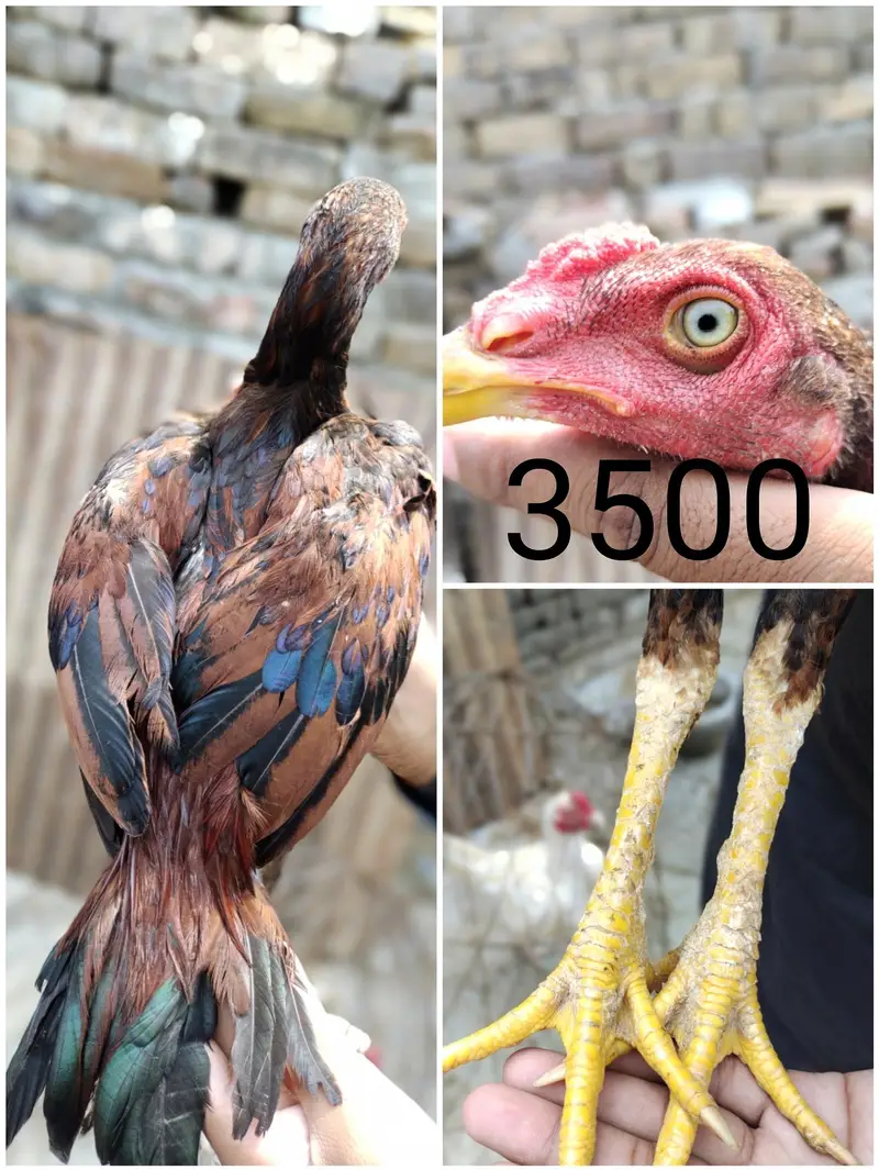 aseel for sale — photo 6