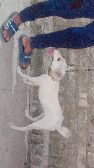 friendly dog
