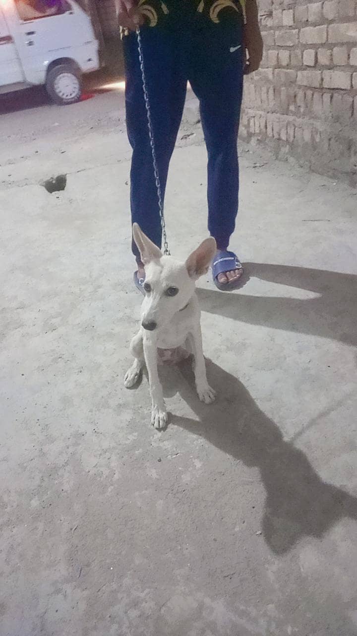 friendly dog 1