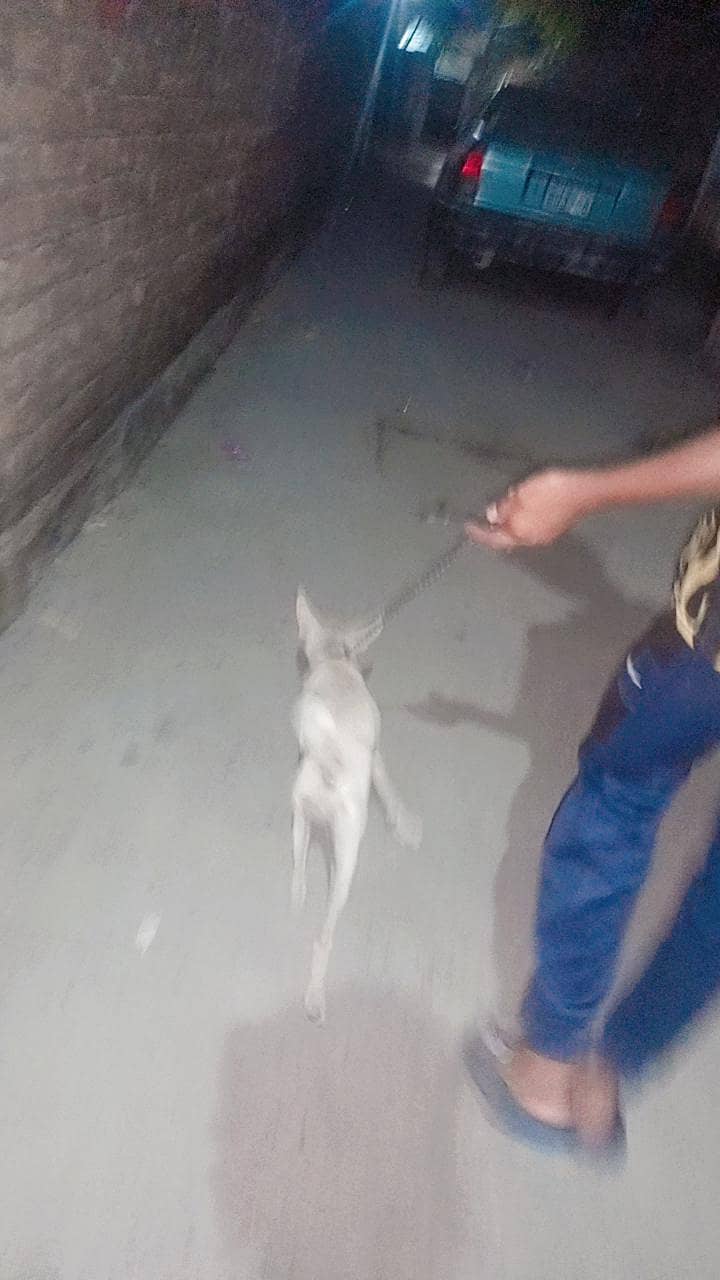 friendly dog 2