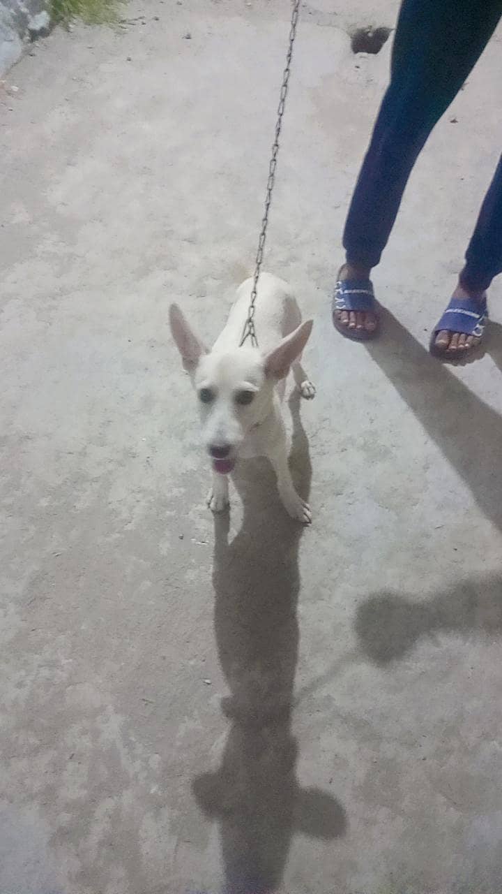 friendly dog 3
