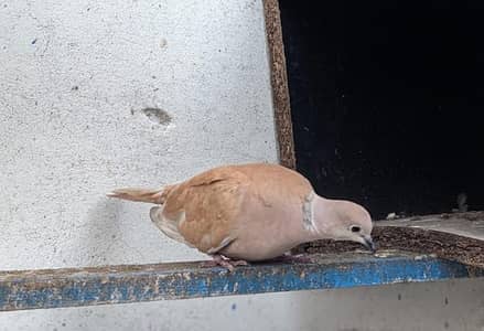Dove male