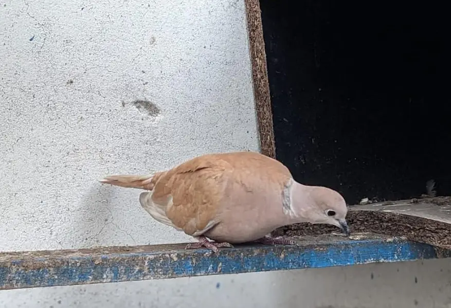 Dove male