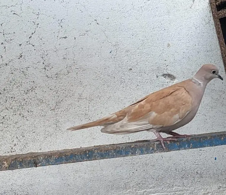 Dove male — photo 2
