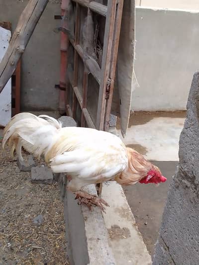 for sale
