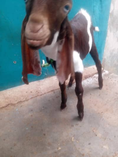 kamori bacha white eyes